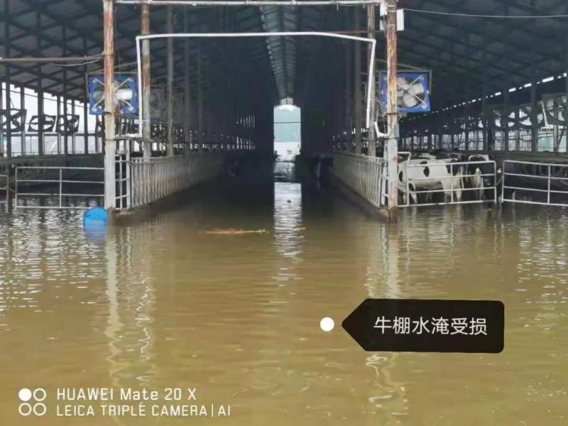 【乳報(bào)·聚焦】“豫”難而上的中原牛人“太中了”！